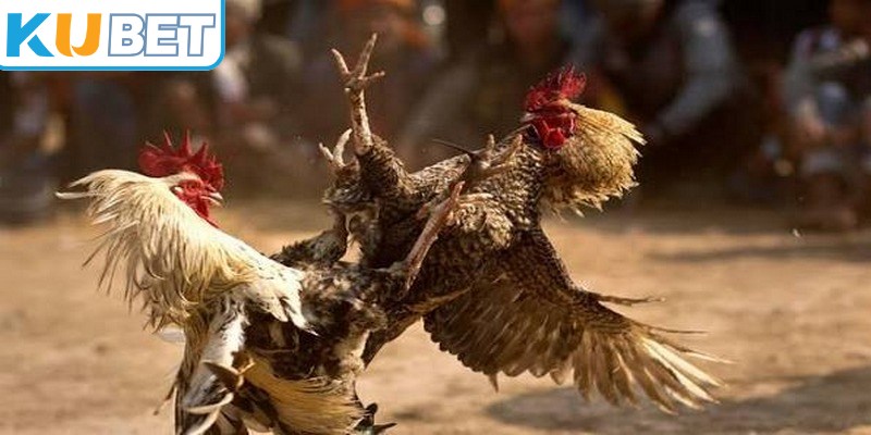 Đá gà cựa dao diễn ra nhanh và đòi hỏi chiến kê có phản xạ tốt