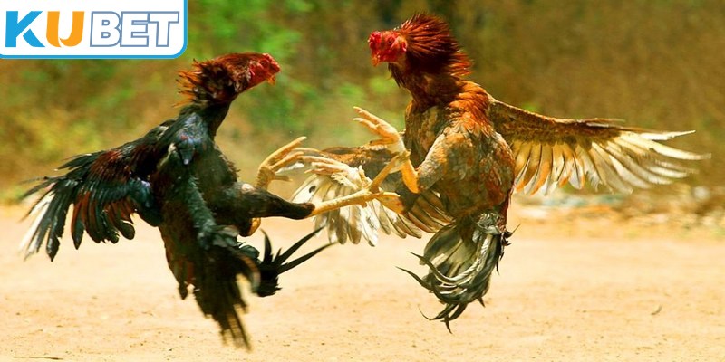 Kinh nghiệm chọn chiến kê là xem xét nguồn gốc và quá trình chăm sóc