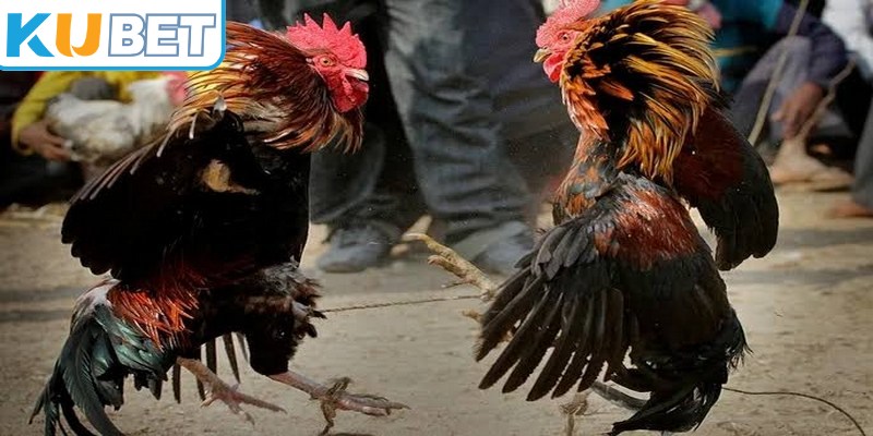 Lịch thi đấu là thông tin đầu tiên mà người xem thường tìm kiếm